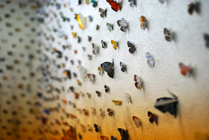 Инсталляция "Мнение бабочки"